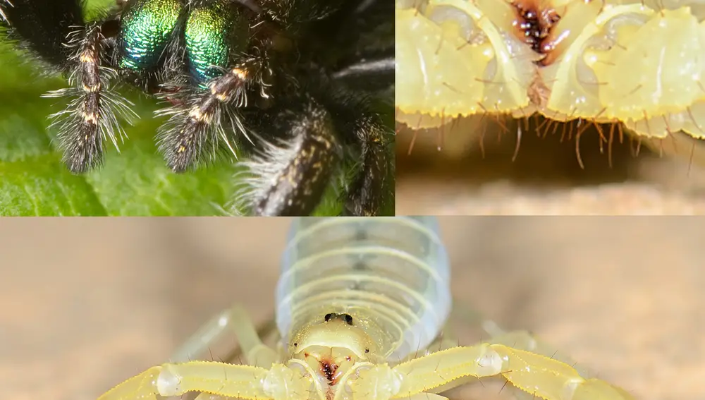 Dos formas muy diferentes de quelíceros y pedipalpos. Arriba a la izquierda, la araña Phidippus audax, con sus dos grandes quelíceros de color verde irisado y sus dos pedipalpos, las pequeñas patas que salen a izquierda y derecha de los quelíceros. Abajo, un escorpión (probablemente Centruroides sculpturatus), con sus dos enormes pedipalpos transformados en pinzas. Los quelíceros del escorpión, en cambio, son diminutos: pueden verse en la imagen de arriba a la derecha como dos pequeñas pinzas que nacen justo encima de la boca.
