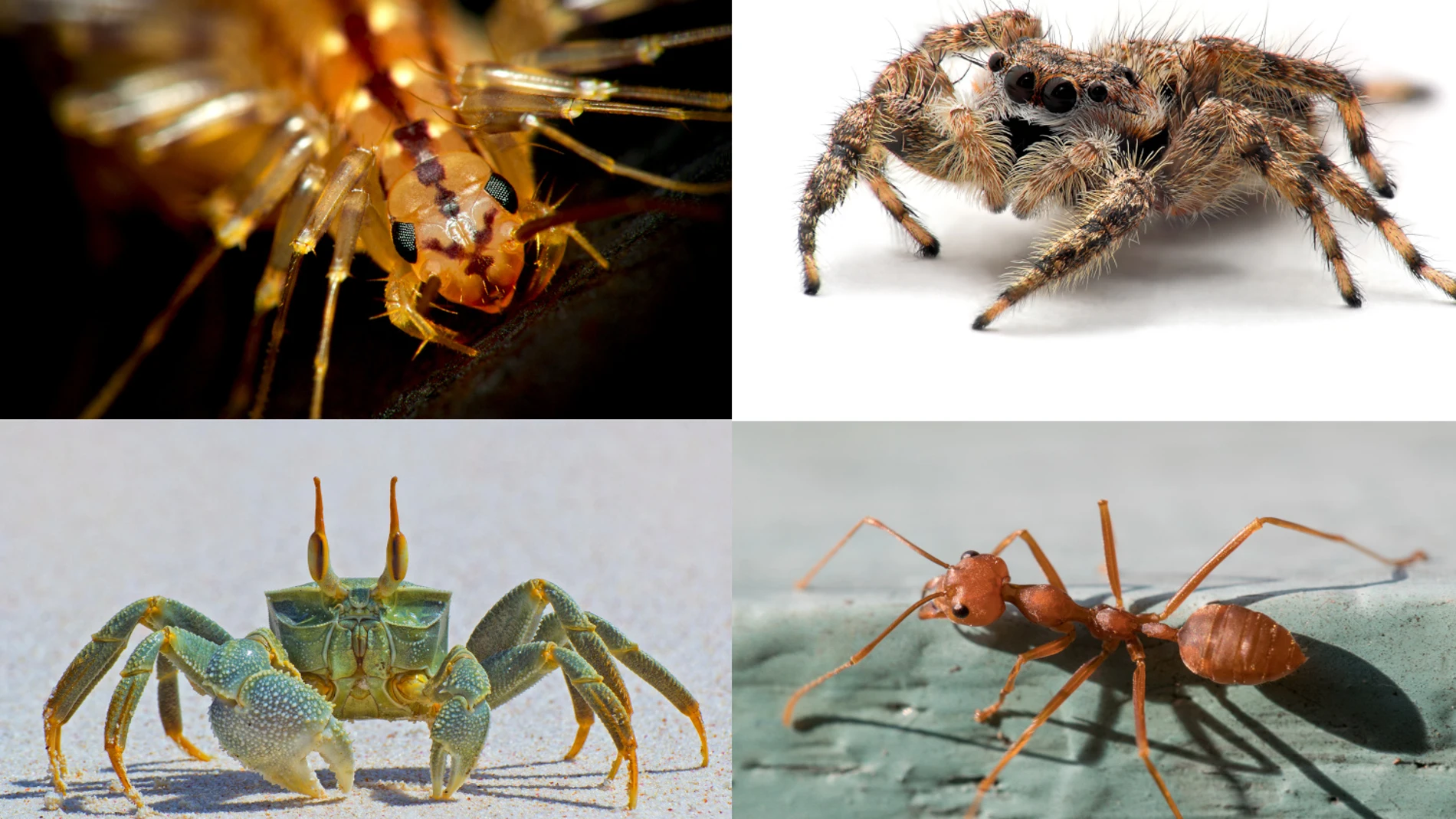 Cuatro representantes del mundo de los artrópodos. Arriba a la izquierda, el ciempiés doméstico Scutigera coleoptrata. Arriba a la derecha, la araña saltadora Platycryptus undatus. Abajo a la izquierda, el cangrejo fantasma Ocypode ceratophthalmus. Abajo a la derecha, la hormiga tejedora Oecophylla smaragdina.