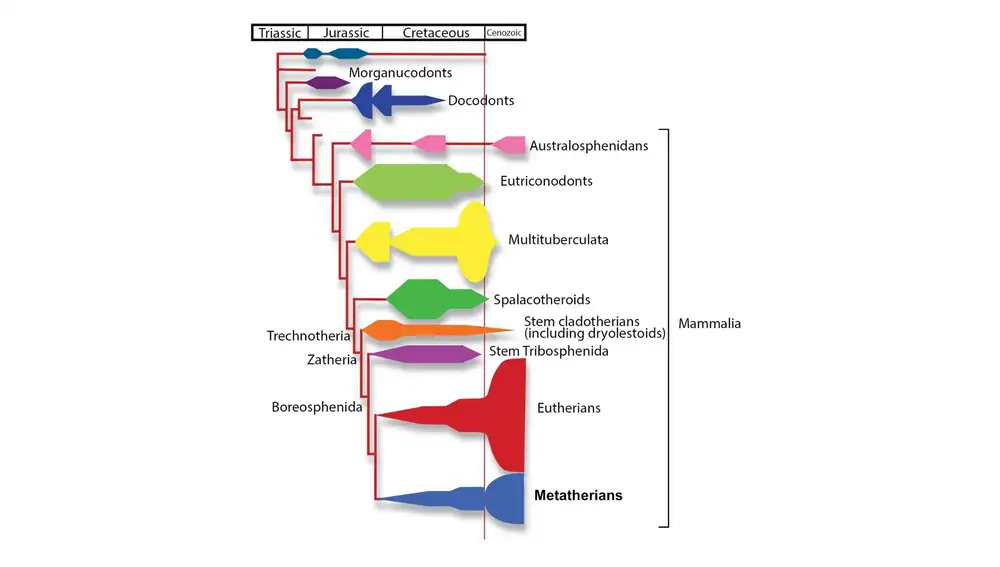 Origen y evolución temprana de los mamíferos metaterios