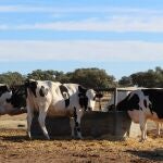 Cada vez hay menos granjas en Castilla y León dedicadas al vacuno de leche