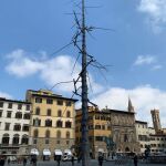 "Abete". obra del artistas Giuseppe Penone. Piazza delle Signoria. Florencia