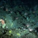 Esponjas prosperan a 1.500 metros en el oscuro fondo del Ártico