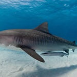 Tiburón tigre