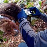 En la imagen, el oso Cachou