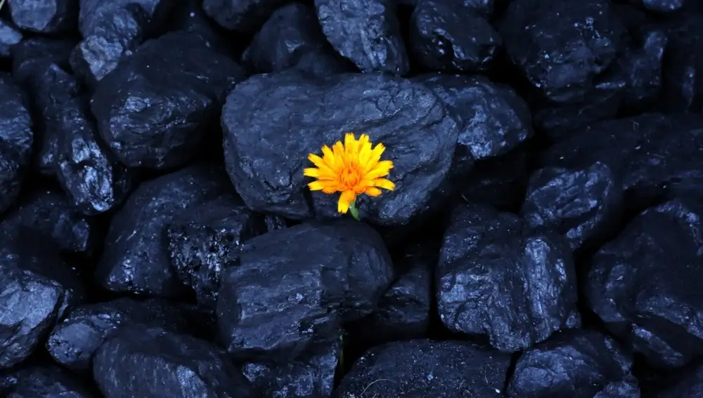 Fotografía de stock de piedras de carbón mineral (con alto contenido en carbono) y un diente de león naciendo entre ellas.