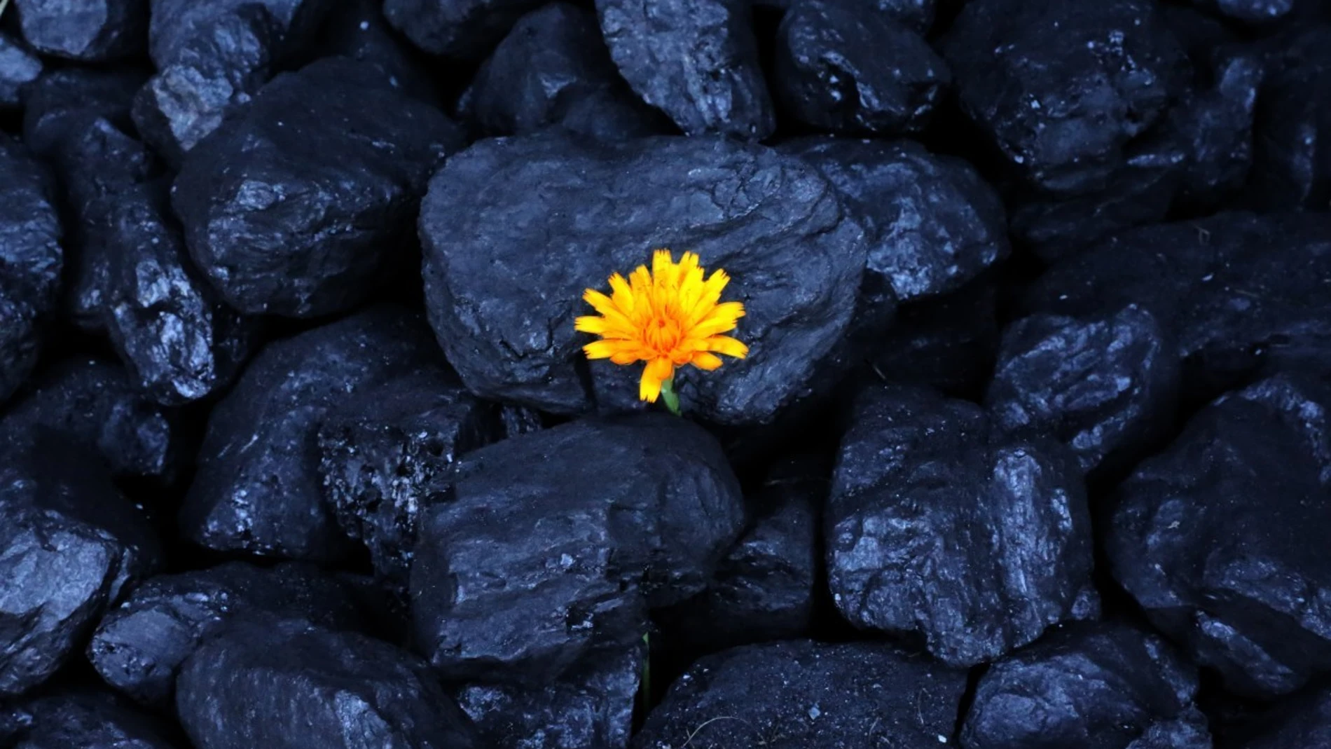 Fotografía de stock de piedras de carbón mineral (con alto contenido en carbono) y un diente de león naciendo entre ellas.
