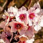 La primavera es, sin duda, el mejor momento del año para descubrir toda la flora que esconde la Comunitat Valenciana