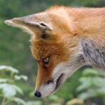 El zorro, especie cinegética.