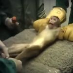 Una de las imágenes del vídeo tomado por la ONG Cruelty Free International