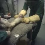 El «caso Vivotecnia» reabre el debate sobre el maltrato animal en los laboratorios que ensayan sobre nuevos medicamentos o sustancias químicas que los seres humanos utilizamos a diario