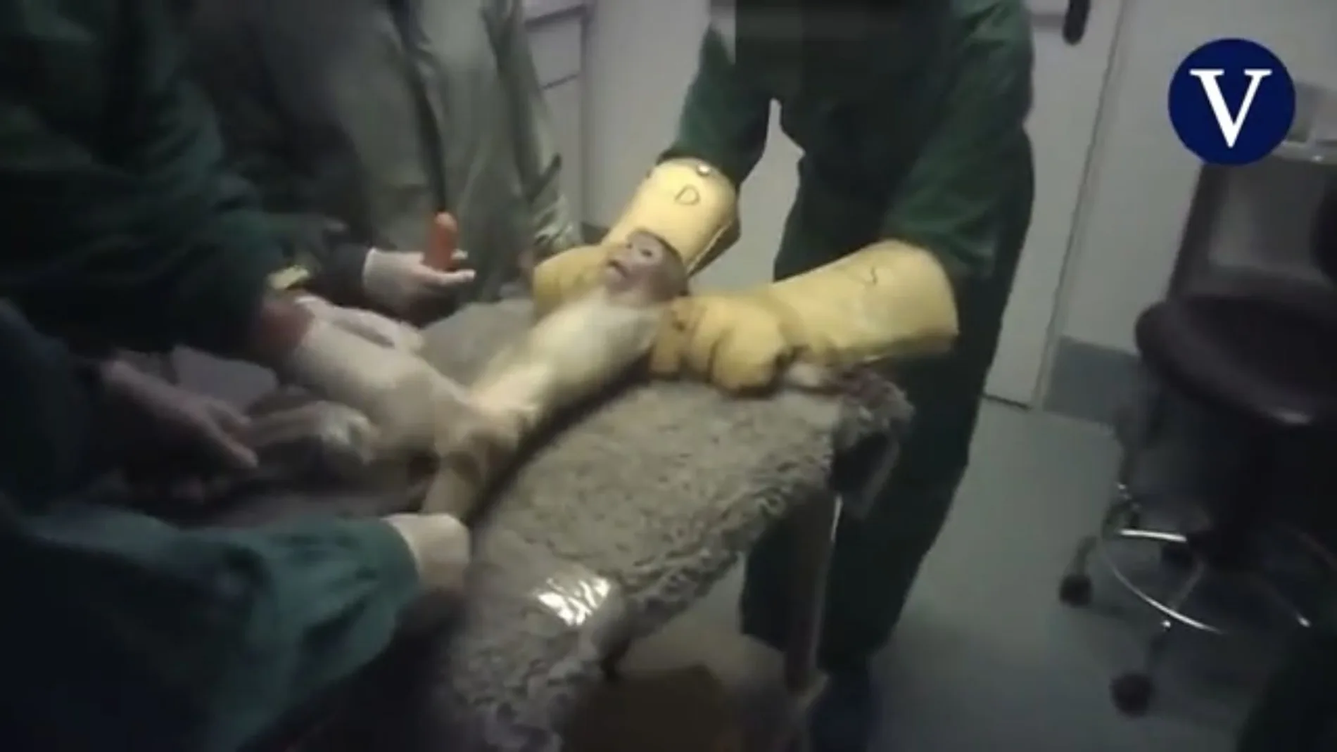 El «caso Vivotecnia» reabre el debate sobre el maltrato animal en los laboratorios que ensayan sobre nuevos medicamentos o sustancias químicas que los seres humanos utilizamos a diario