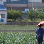 Las heladas han hecho más daño que las lluvias