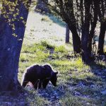 La osezna Éndriga, durante su estancia en Valsemana (León)