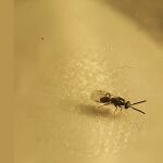 Avispilla del castaño