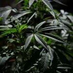 Imagen de unas plantas de cáñamo