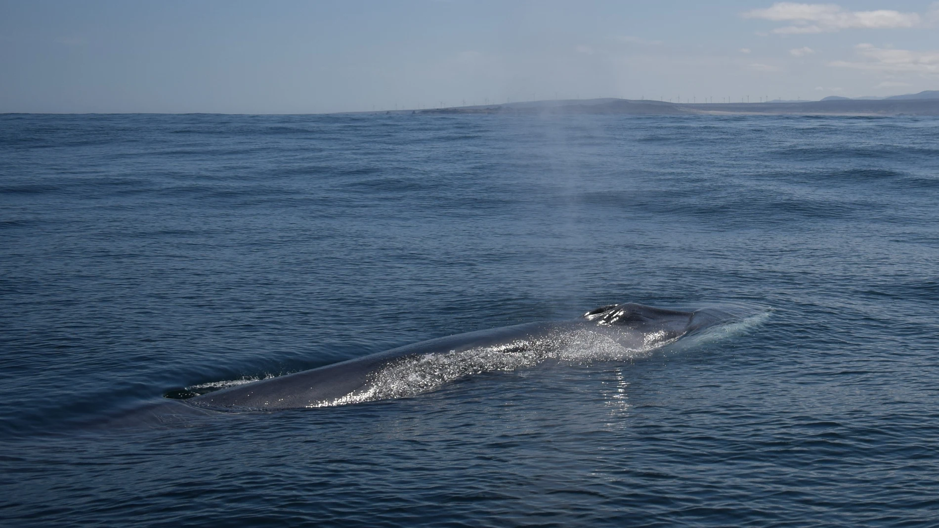 El proyecto "Cabo Rorcual" de la Universitat Politècnica de València (UPV) estudia el paso del rorcual común (Balaenoptera physalus) por las costas valencianas