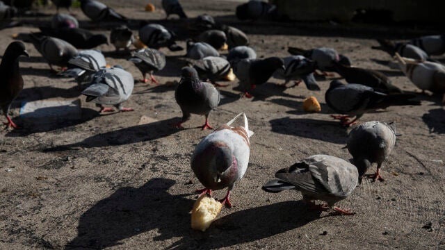 Imagen de palomas