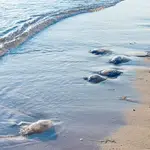 Imagen de la llegada de medusas a la costa