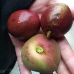 Algunos cultivos dañados por el pedrisco