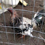 Peleas de gallos en Totana
