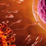 Pasar la Covid-19 de forma grave puede afectar a la fertilidad, sobre todo masculina