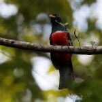 Fotografía de un pájaro trogon colinegro (trogon melanurus)