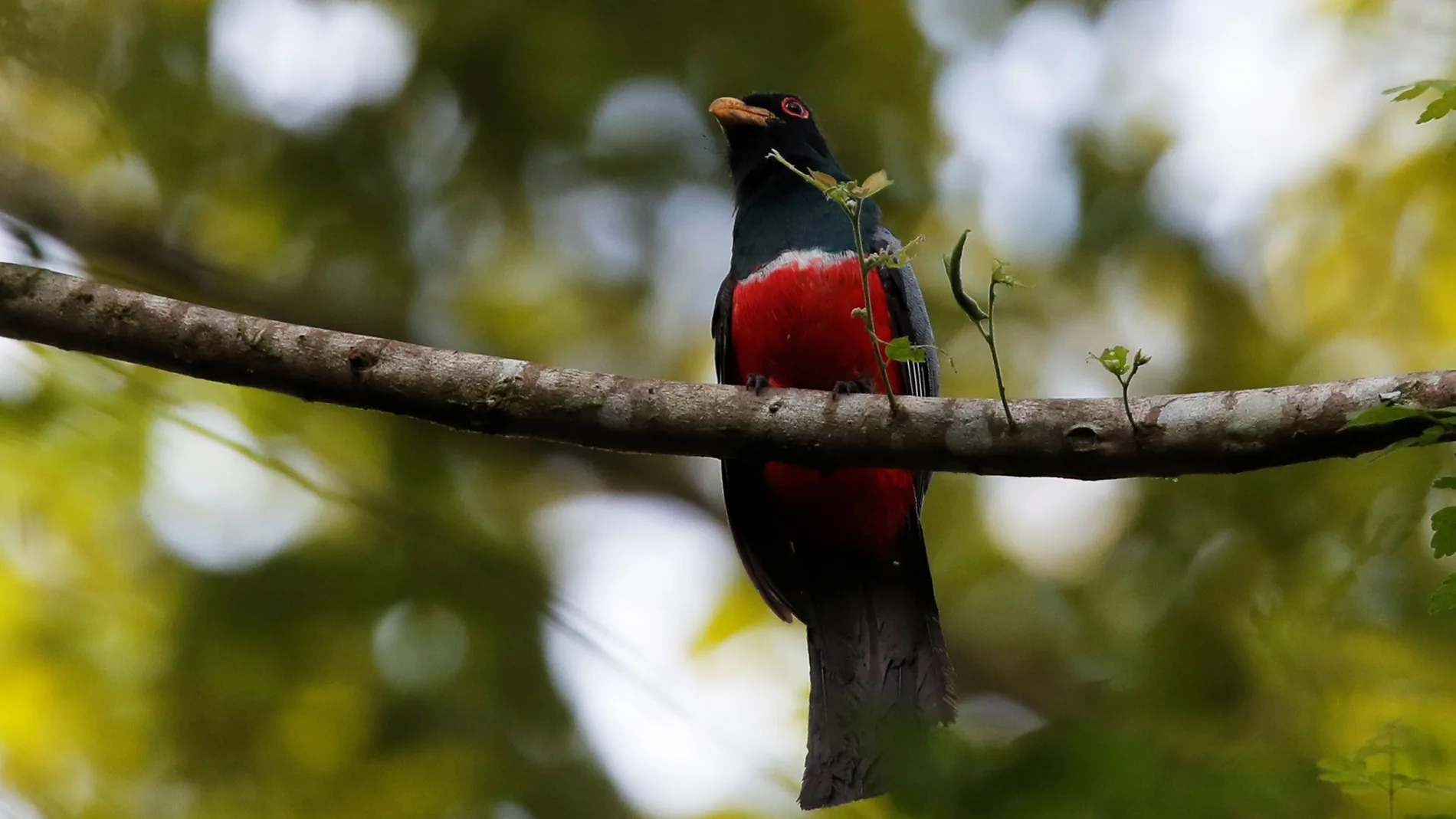 Fotografía de un pájaro trogon colinegro (trogon melanurus)