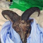 Guardia Civil investiga a dos vecinos de Lorca por la caza furtiva de un arruí