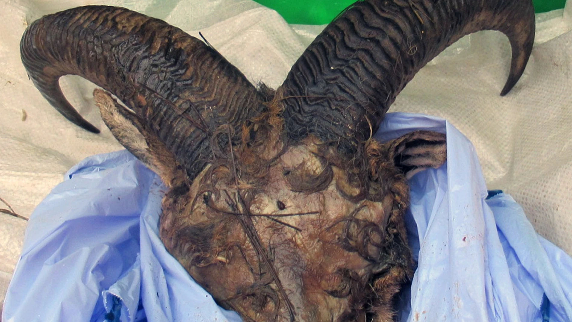 Guardia Civil investiga a dos vecinos de Lorca por la caza furtiva de un arruí