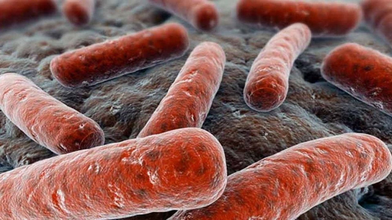Detectado un caso de tuberculosis en la Universidad del País Vasco