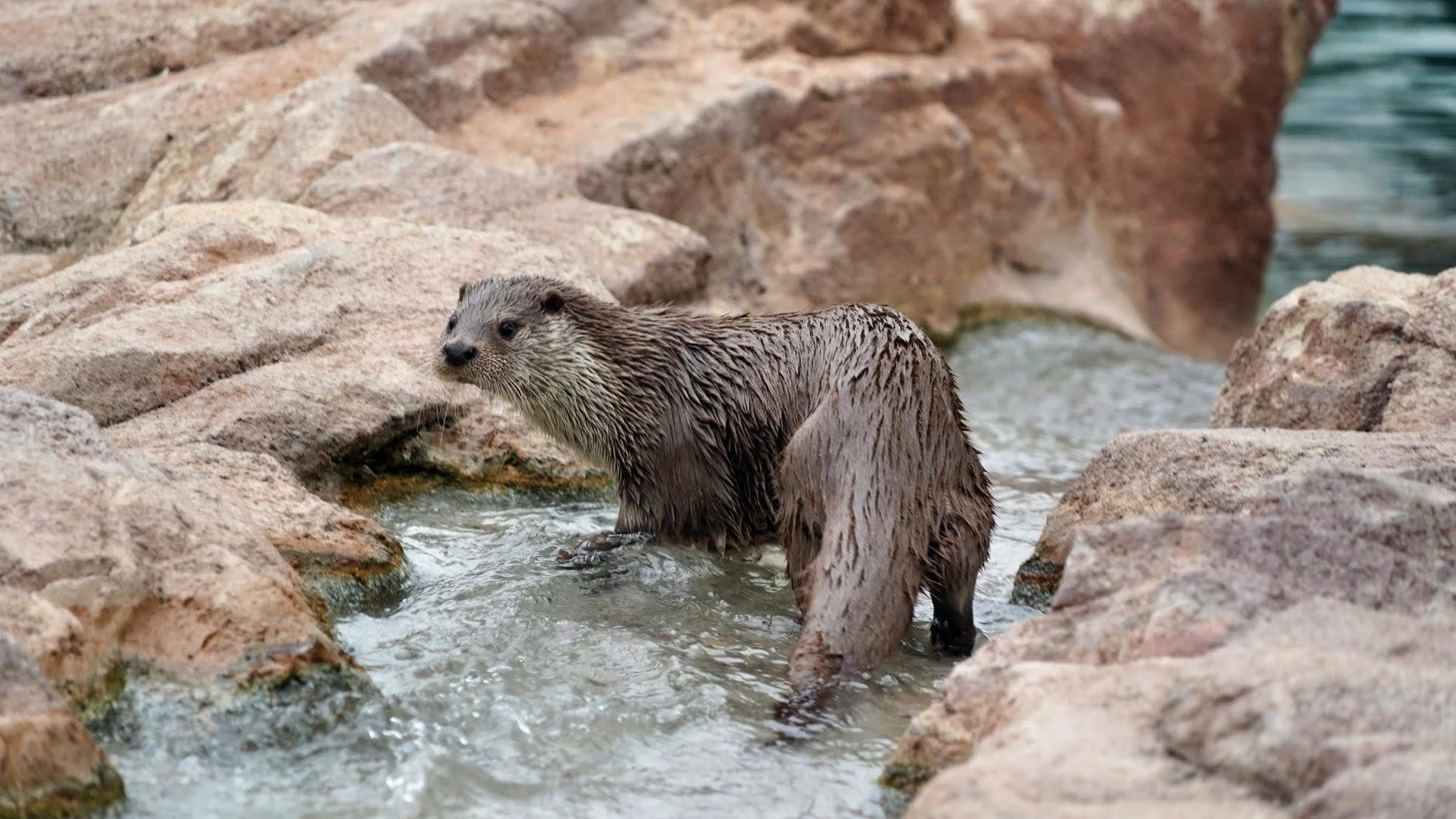 Imagen de una nutria europea en Terra Natura