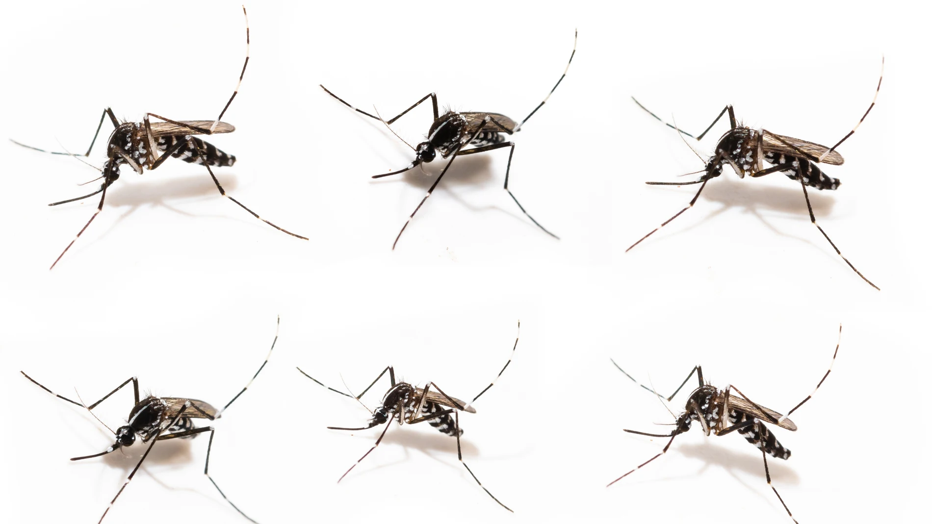 En España contamos con la presencia de otro otro importante vector de transmisión de enfermedades como el dengue o el zika: el mosquito tigre. Se detectó en 2004 en Barcelona y, desde entonces, se ha extendido por toda la costa mediterránea, Baleares, País Vasco, Madrid, Extremadura y Andalucía