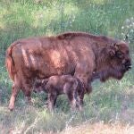 La cría del primer bisonte europeo andaluz junto a su madre en la Sierra de Andújar. YVONNE KEMP