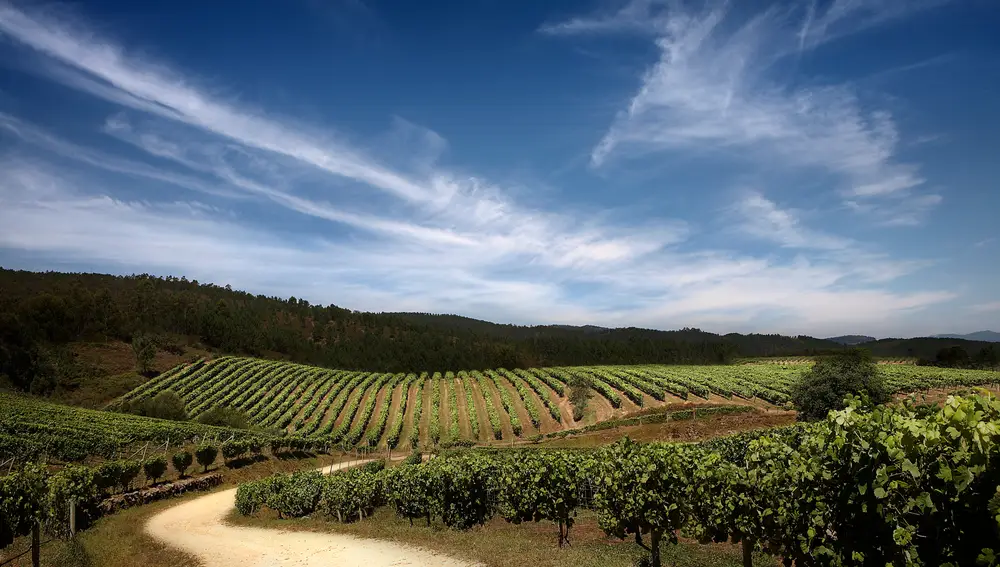 Ruta del Vino Rías Baixas, Terras Gauda