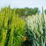 Campo de Cereal en valladolid