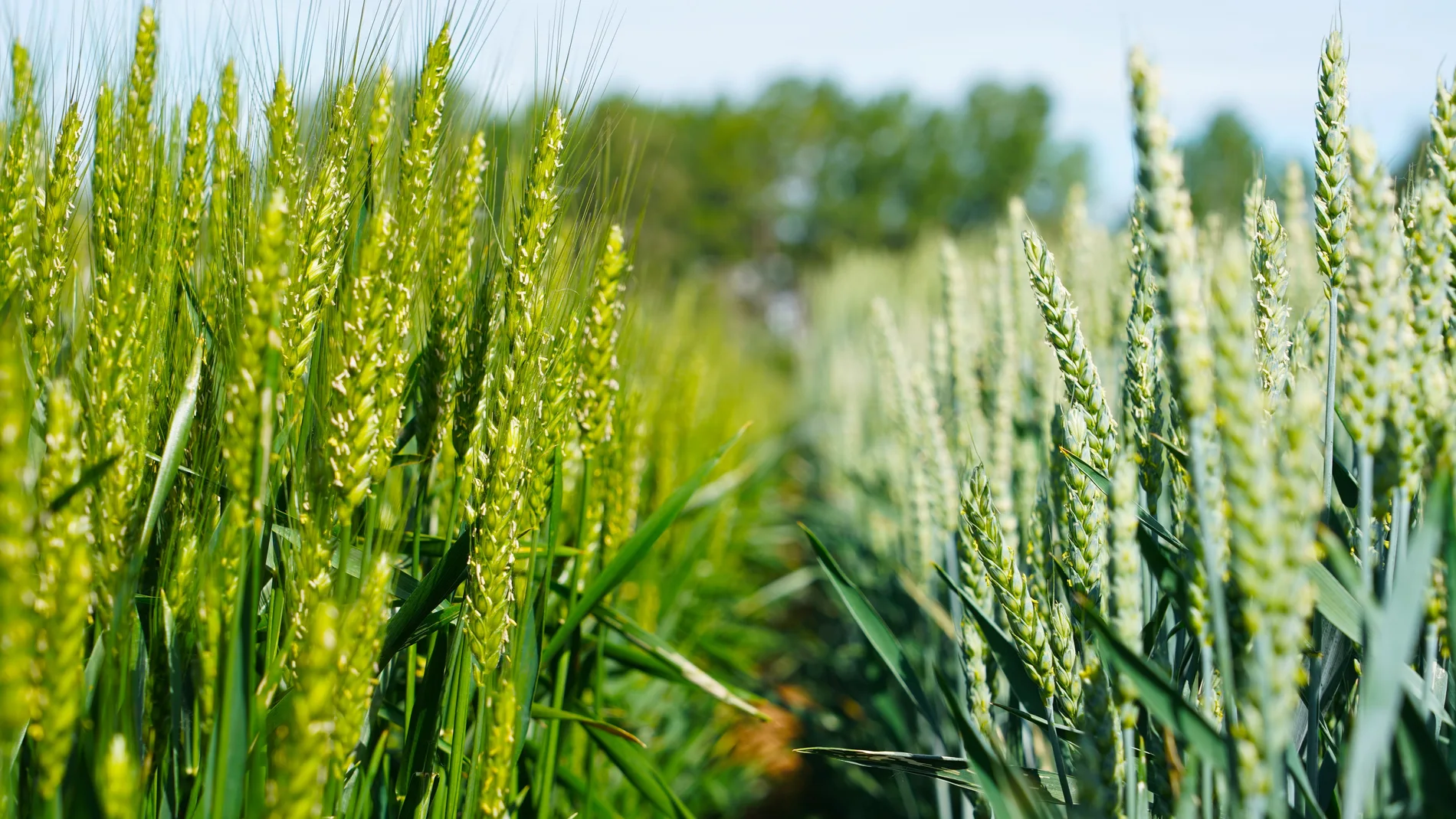 Campo de Cereal en valladolid