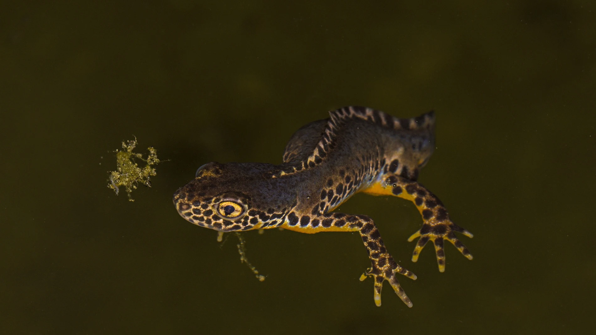 Salamandra de río.