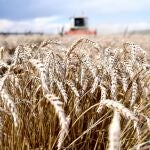 El 40% del dinero de la nueva PAC deberá ir a fines medioambientales o de lucha contra el cambio climático. En la imagen, cosecha de trigo en Fredropol (Polonia)