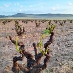Una viña afectada por la granizada caída en los últimos días en la Ribera del Duero