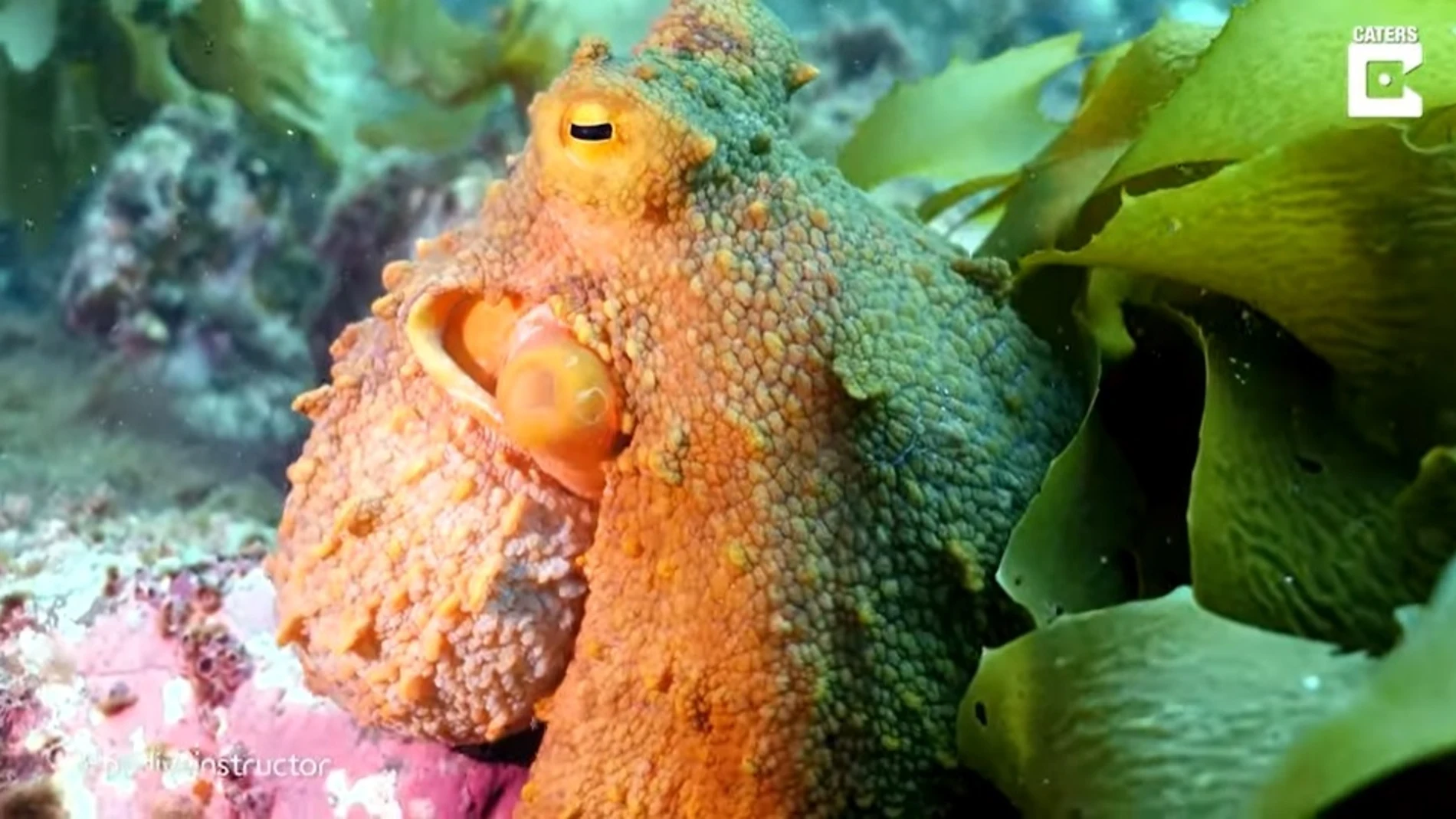 Un amistoso pulpo parece saludar a un buceador que lo está grabandoYOUTUBE - CATERS - @PBDIVEINSTRU01/06/2021