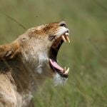 El propietario publicó un gran número de imágenes del león en la red social, en muchas de ellas saliendo abrazado y bañado.