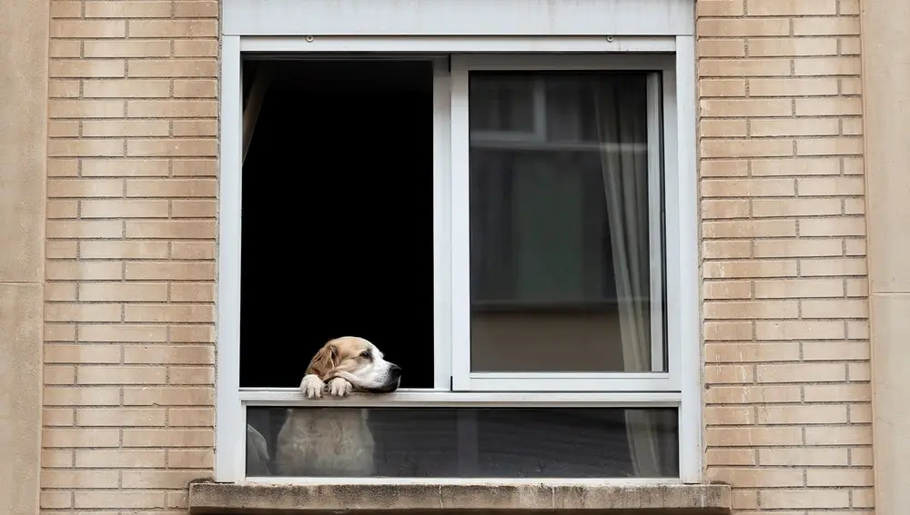 El tribunal eleva la indemnización a un vecino que sufrió ansiedad y depresión por "la prolongada exposición a los ruidos de los perros" de sus vecinos