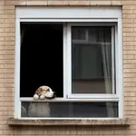 Un perro observa la calle desde una ventana de una vivienda