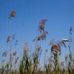 Un avión sobrevuela las inmediaciones del espacio natural protegido de la Ricarda