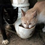 La isla de los Gatos, un dilema para Brasil