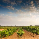 Viñedo de la Ribera del Duero
