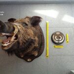 La cabeza de jabalí intervenida por la Guardia Civil