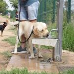 Fotografía de archivo de un perro en un parque | Fuente: Europa Press