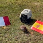 Una perdiz de la localidad valenciana de Barxeta lleva pronosticando los últimos resultados de la Selección Española de Fútbol en la Eurocopa. Se llama Tako, es una perdiz roja y ha vaticinado que España le ganará a Italia en cuartos de final. EFE/ Raquel Segura