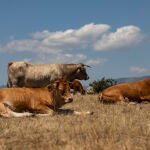 Los animales del ganadero Jorge Izquierdo en la Dehesa de Navalvillar, en Colmenar Viejo (Madrid)